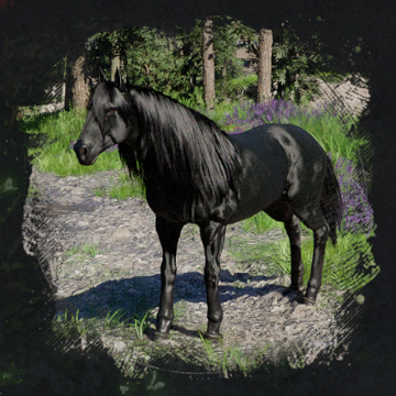Rokade